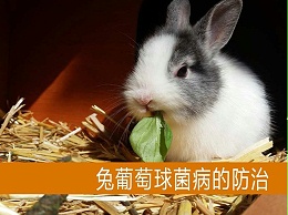 【康地恩-养兔】兔葡萄球菌病的防治
