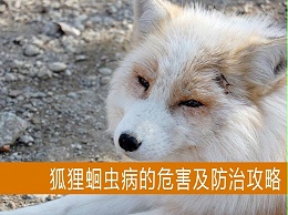 【康地恩养狐】狐狸蛔虫病的危害及防治攻略