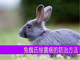 【康地恩养兔】兔魏氏梭菌病的防治方法