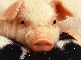 【养猪赚钱大法】青岛康地恩给您设计的猪场驱虫方案