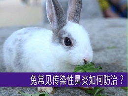 【康地恩-养兔】兔常见传染性鼻炎如何防治？