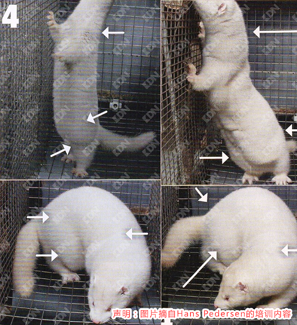 摘自Hans Pedersen改良水貂的饲养管理要点-青岛康地恩