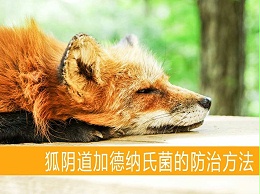 狐阴道加德纳氏菌的防治方法【康地恩特养】