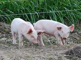 【康地恩百科】猪的生物学特性