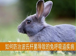 【康地恩-养兔】如何预防因波氏杆菌导致的兔呼吸道疾病