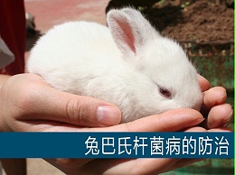 【康地恩-养兔】兔巴氏杆菌病的防治