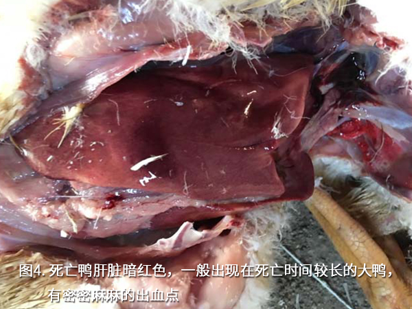 死亡鸭肝脏暗红色，一般出现在死亡时间较长的大鸭，有密密麻麻的出血点