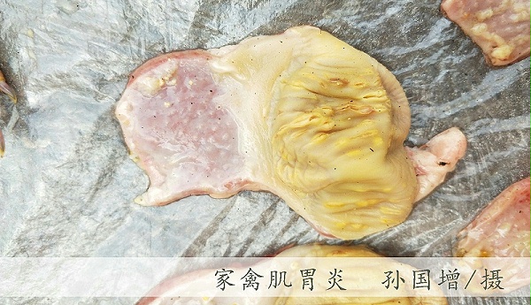 家禽腺肌胃炎特点及防治方案【青岛康地恩】