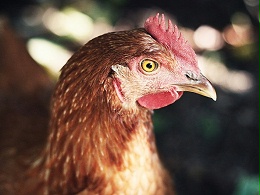【康地恩禽病问答】禽流感是怎么发生的？病理上有什么变化？